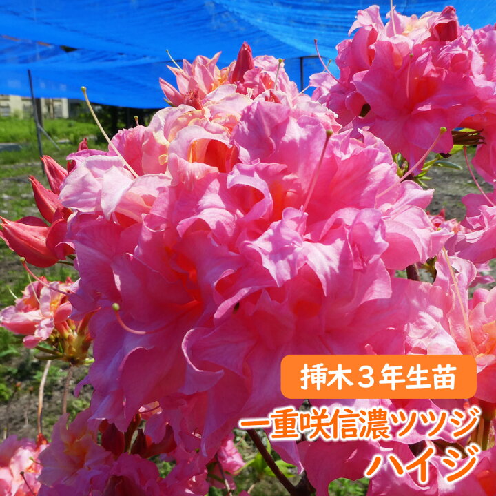 楽天市場 希少種 八重咲き 信濃 ツツジ 苗 苗木 ハイジ 挿木３年生株 15cmポット 信濃ツツジ シナノツツジ 信濃躑躅 躑躅 エクスバリー アザレア 庭木 植木 記念樹 シンボルツリー 落葉樹 中低木 富士園芸楽天市場店
