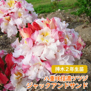 �󏭎� ���d�炫 �M�Z �c�c�W �c �c�؁u �W���b�N�A���h�T���h �v�}��2�N���� 13.5cm�|�b�g 3-4-3 �M�Z�c�c�W �V�i�m�c�c�W �M�Z�U�P �U�P �G�N�X�o���[�A�U���A ��� �A�� �L�O�� �V���{���c��