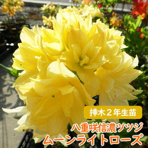 �󏭎� ���d�炫 �M�Z �c�c�W �c �c�؁u ���[�����C�g���[�Y �v�}��2�N���� 13.5cm�|�b�g ������30cm �M�Z�c�c�W �V�i�m�c�c�W �M�Z�U�P �U�P �G�N�X�o���[�A�U���A ��� �A�� �L�O�� �V���{��