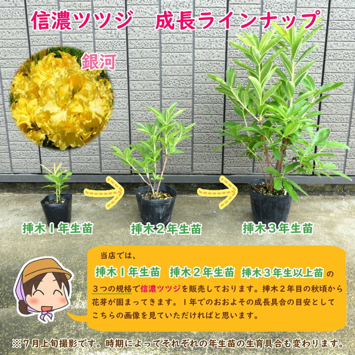 楽天市場 希少種 八重咲き 信濃 ツツジ 苗 苗木 エンジェル 挿木２年生株 13 5cmポット 樹高約30cm 信濃ツツジ シナノツツジ 信濃躑躅 躑躅 エクスバリーアザレア 庭木 植木 記念樹 シンボルツリー 落葉樹 中低木 富士園芸楽天市場店