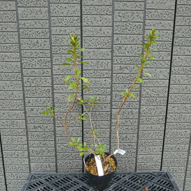 楽天市場 雲竜 植木 ガーデニング 農業 花 ガーデン Diyの通販