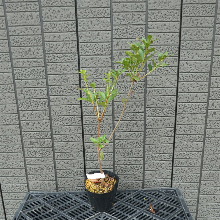 楽天市場 蕾なし ミツバツツジ 鎌倉美人 Kb052 樹高40cm ツツジ つつじ躑躅 苗 苗木 生垣 庭木 植木 記念樹 落葉樹 紅葉 低木 中低木 富士園芸楽天市場店