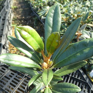 }gVNiQwZԁxA1025 H1-5 ږ1N Γ c c _  A LO t gt  