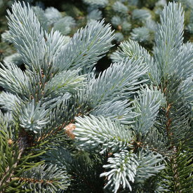 【 商品画像はイメージです 】プンゲンストウヒ 『 ポプシー (Picea pungens‘Hoopsii)』 6号鉢 接ぎ木5-6年 苗 苗木常緑樹 庭木 生垣