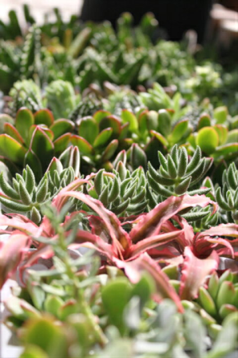楽天市場】多肉植物 カット 苗 「6個セット」 植物 寄せ植え セット  