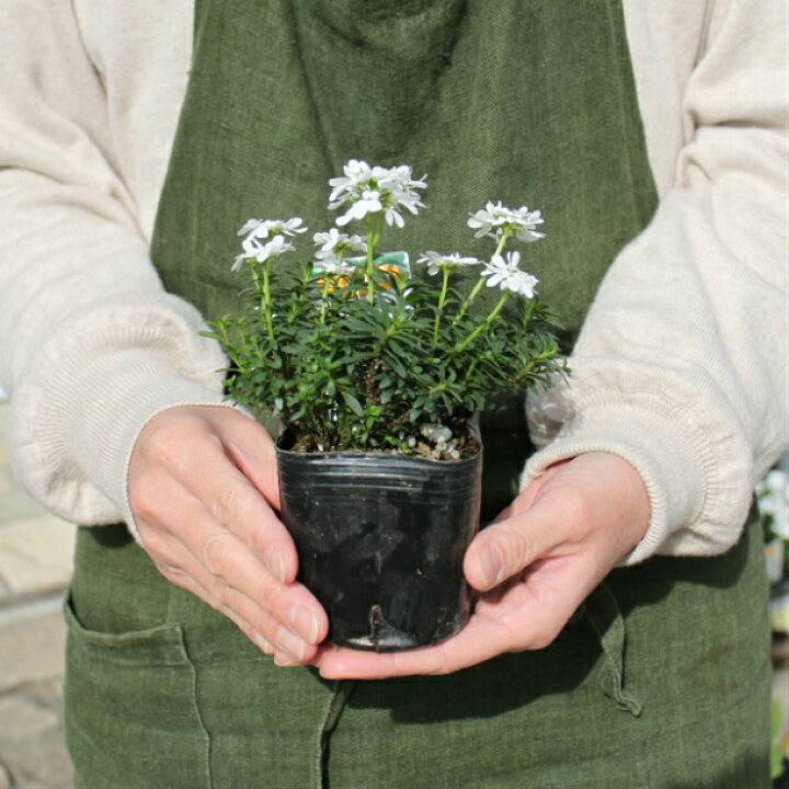 楽天市場 イベリス スノーボール ブライダルブーケ 2 5 3 0号 2 5 3 0寸 6ポットセット花苗 宿根草 ポット苗 白 ガーデニング 送料無料 寄せ植え 花壇 Gardens ガーデンズ