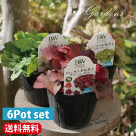 楽天市場 寄せ植え カラーリーフの通販