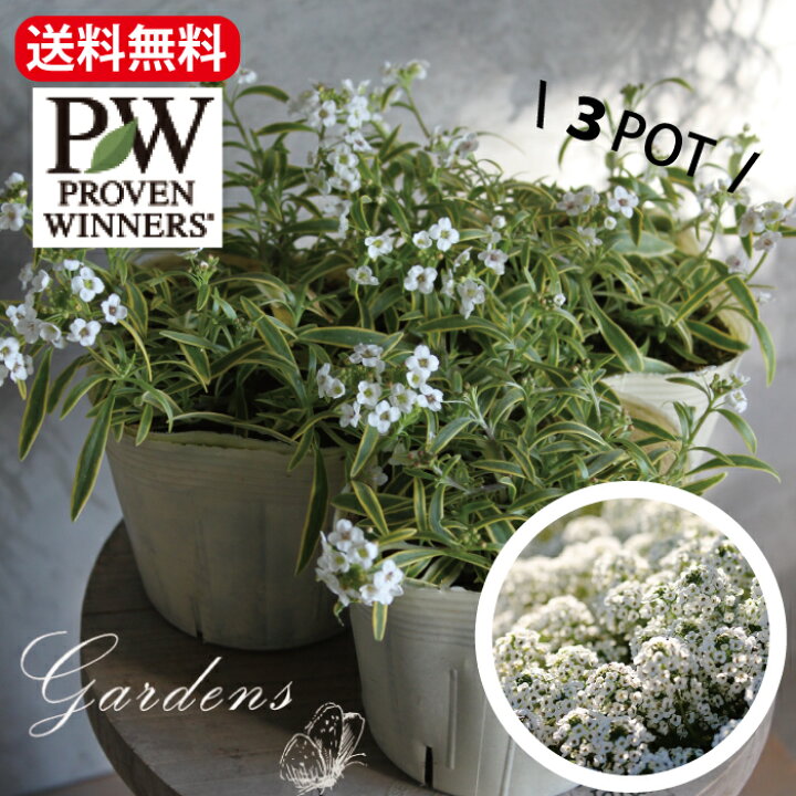 楽天市場 スーパーアリッサム フロスティーナイト 3potセット 3 5号 3 5寸 Pw Proven Winners アリッサム ポット苗 花苗 寄せ植え 花壇 多年草 小花 白 ホワイト 送料無料 Gardens ガーデンズ 楽天市場 スーパーアリッサム フロスティーナイト 3potセット 3 5号 3 5寸 Pw Proven Winners アリッサム ポット苗 花苗 寄せ植え 花壇 多年草 小花 白 ホワイト 送料無料 Gardens ガーデンズ