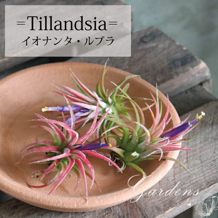 楽天市場 チランジア イオナンタ ルブラ ２個セット 開花時期 開花 エアプランツ 観葉植物 インドアングリーン 苗 インテリア おしゃれ 送料無料 Gardens ガーデンズ