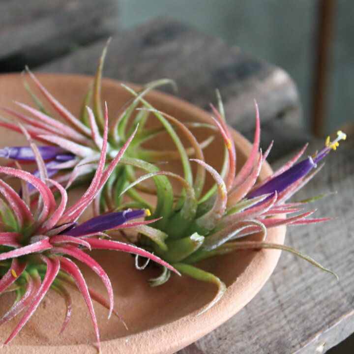 楽天市場 チランジア イオナンタ ルブラ ２個セット 開花時期 開花 エアプランツ 観葉植物 インドアングリーン 苗 インテリア おしゃれ 送料無料 Gardens ガーデンズ