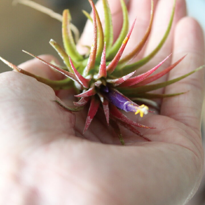 楽天市場 チランジア イオナンタ ルブラ ２個セット 開花時期 開花 エアプランツ 観葉植物 インドアングリーン 苗 インテリア おしゃれ 送料無料 Gardens ガーデンズ