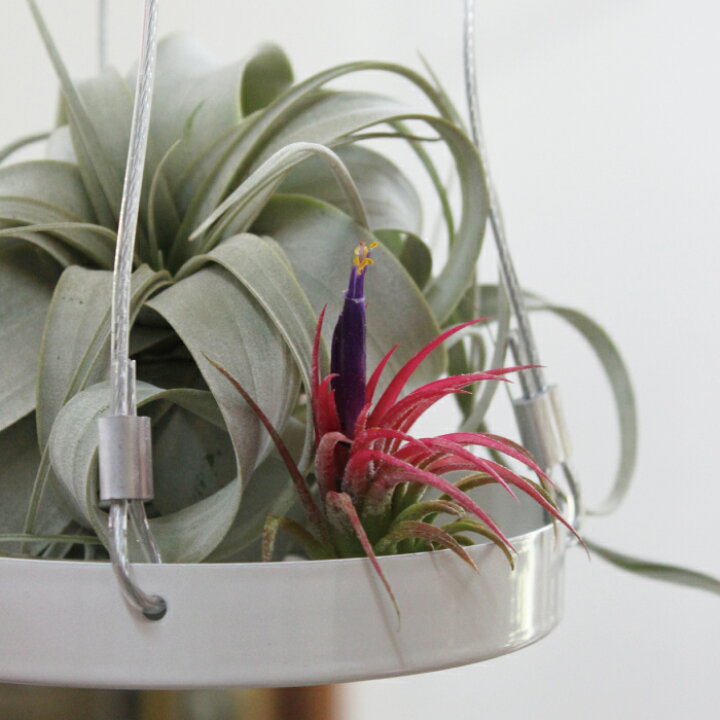 楽天市場 チランジア イオナンタ ルブラ ２個セット 開花時期 開花 エアプランツ 観葉植物 インドアングリーン 苗 インテリア おしゃれ 送料無料 Gardens ガーデンズ