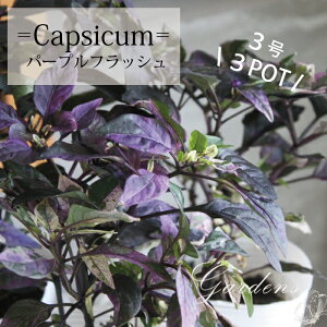 ӏܗp gEKV@p[vtbV ubNp[@3POTZbg 3c 3 3 ܐFgEKV@ @c ~Zo@J[[t@ԕc@񂹐A@߁@gt@N@Ԓdy