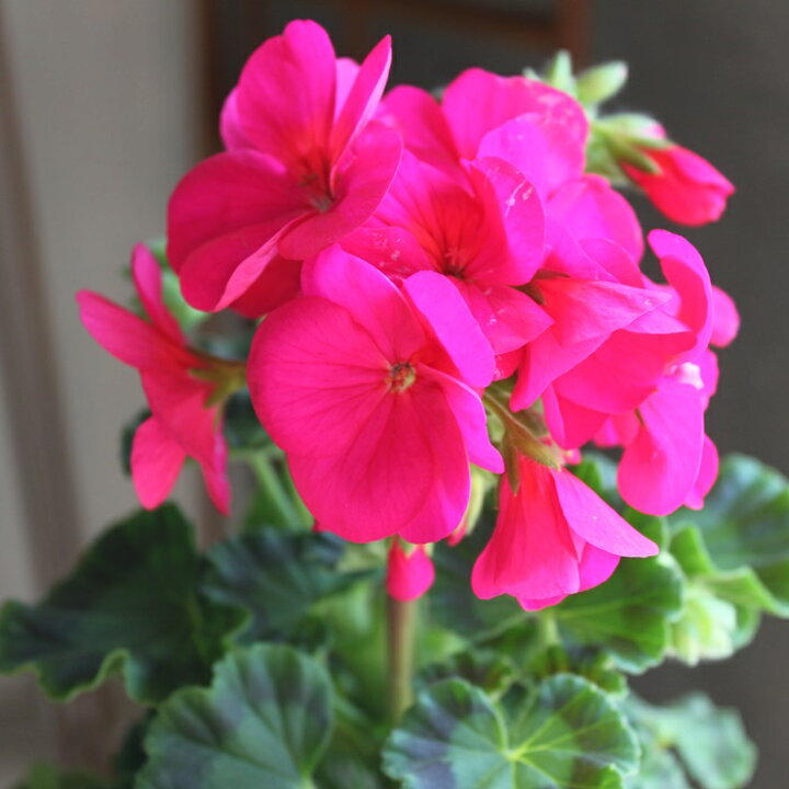 楽天市場 ゼラニウム 鉢植え 花色が選べる 苗 品種 花 リンゴ00 Geranium ゼラニューム ピンク 赤 白 開花株 4号 4寸 プラ鉢 常緑 多年草 送料無料 Gardens ガーデンズ