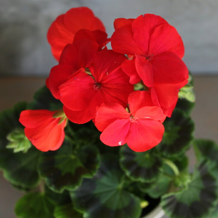 超歓迎された 草花の苗 ゼラニウム ハーブ