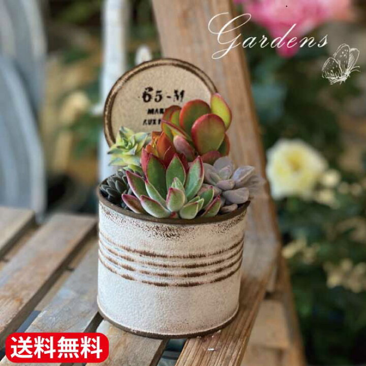 楽天市場 多肉植物 寄せ植え 多肉の寄せ植え 多肉植物 苗 植物 ブリキ缶 寄せ植え セット おうち時間 インドアグリーン 観葉植物 ミニサイズ お得 花育 送料無料 Gardens ガーデンズ