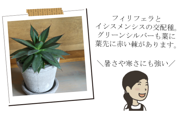 アガベ イシスメンシス　メディオピクタ 楽天市場】アガベ フィリフェラ イシスメンシス アガベ
