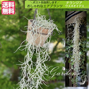 観葉植物 ウスネオイデス エアプランツの人気商品 通販 価格比較 価格 Com