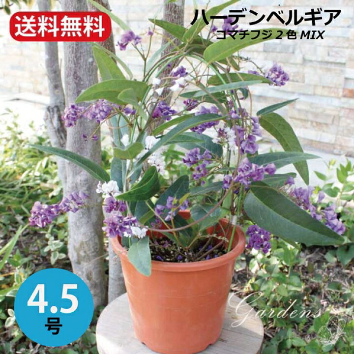 楽天市場 ハーデンベルギア コマチフジ 2色ミックス 4 4 5号 ポット苗 小町藤 つる性 常緑 庭木 花付き 紫 白 薄紫 むらさき Gardens ガーデンズ