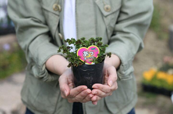楽天市場 幸せを呼ぶ 四つ葉のクローバー苗 3potセット 3号苗 シロツメクサ 幸運 寄せ植え カラーリーフ 押し花 ドライフラワー 四つ葉クローバー 送料無料 Gardens ガーデンズ