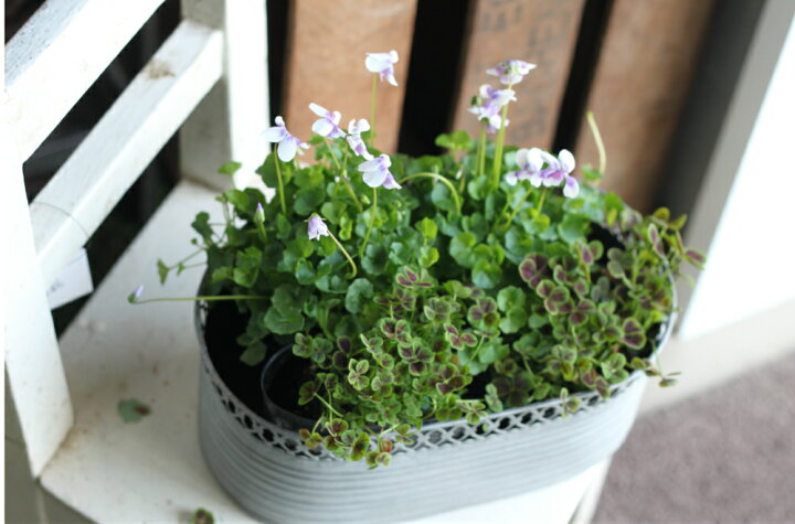 楽天市場 幸せを呼ぶ 四つ葉のクローバー苗 3potセット 3号苗 シロツメクサ 幸運 寄せ植え カラーリーフ 押し花 ドライフラワー 四つ葉クローバー 送料無料 Gardens ガーデンズ