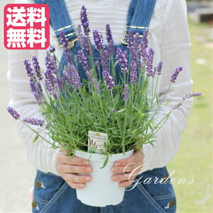 ラベンダー 苗 生花の人気商品 通販 価格比較 価格 Com