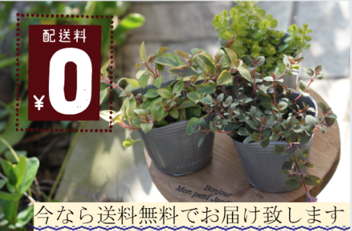 楽天市場】【1日限定☆エントリーで＋P10倍＆MAX10％クーポン