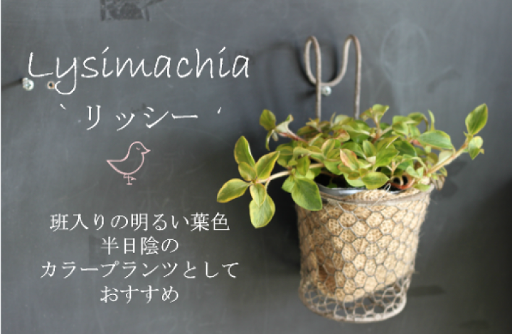 楽天市場】リシマキア 3Pセット 3号 オーレア ミッドナイトサン