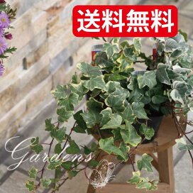 楽天市場 プランツ Gardens ガーデンズ