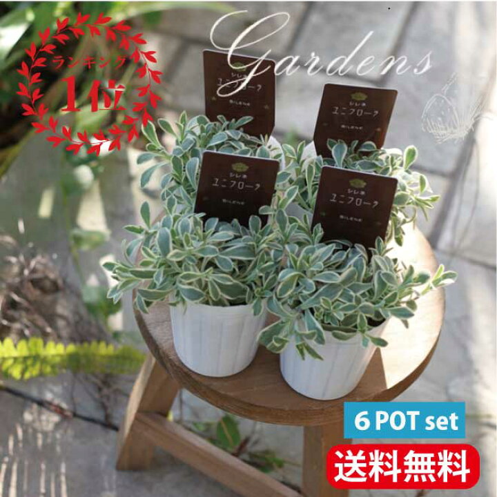 楽天市場 シレネ ユニフローラ 苗 6ポットセット ドレッツ バリエガータ 斑入り 常緑 宿根草 多年草 カラーリーフ 耐寒性 寄せ植え 花壇ポット Gardens ガーデンズ
