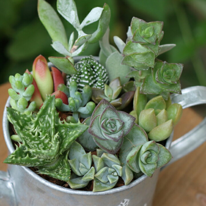 楽天市場】多肉植物 カット 苗 「6個セット」 植物 寄せ植え セット  