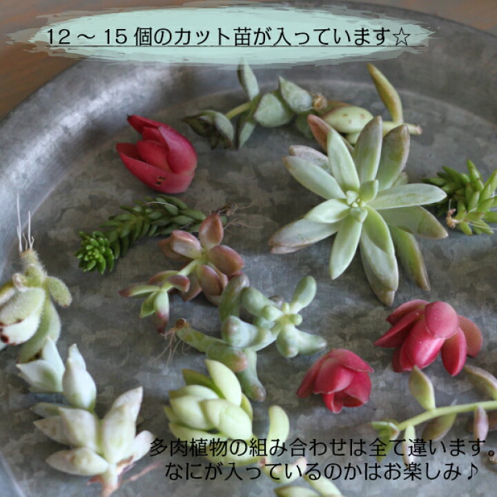 楽天市場 多肉植物 寄せ植え 多肉植物 カット 苗 １２個セット 植物 寄せ植え セット セダム 自分で作る おうち時間 インドアグリーン 観葉植物 ミニサイズ 詰め合わせ お得 子供 花育 送料無料 多肉カット苗 多肉寄せ植え 福袋 Gardens ガーデンズ