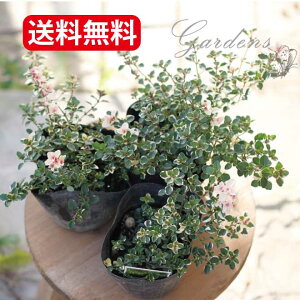 ハーブ タイム 花 生花の人気商品 通販 価格比較 価格 Com