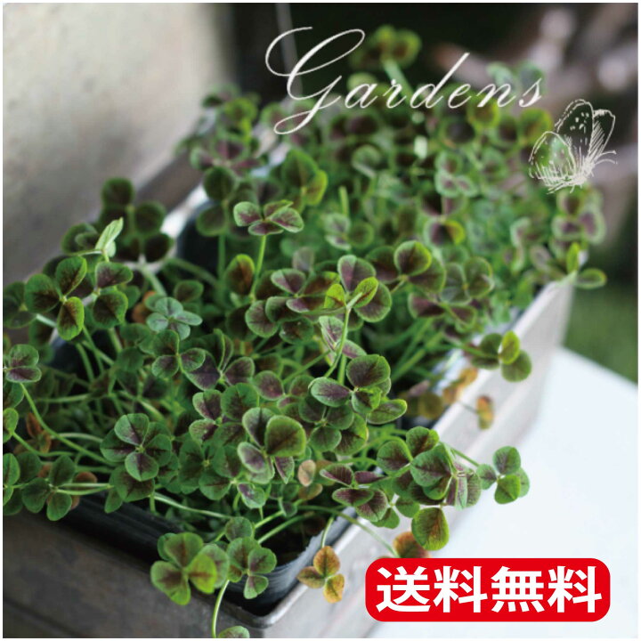 楽天市場 幸せを呼ぶ 四つ葉のクローバー苗 3potセット 3号苗 シロツメクサ 幸運 寄せ植え カラーリーフ 押し花 ドライフラワー 四つ葉クローバー 送料無料 Gardens ガーデンズ