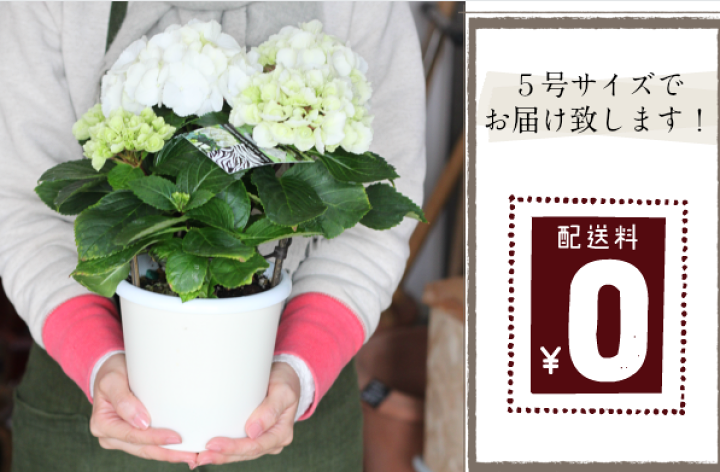 花＊花ページ fit=scale-down,w=1200