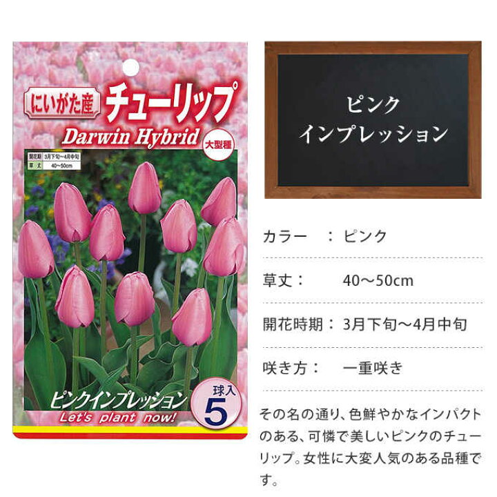 楽天市場 チューリップ球根 ピンクインプレッション 5球セット 球根 秋植え 栽培 春に咲く 花 花壇 趣味 園芸 ガーデニング 秋に植える 庭 ベランダ ガーデン用品屋さん