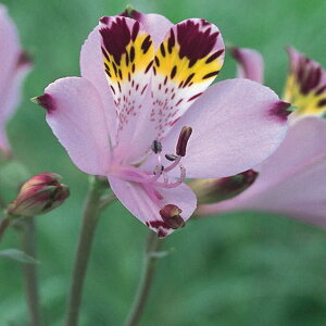 花壇 花 植え 球根の人気商品 通販 価格比較 価格 Com