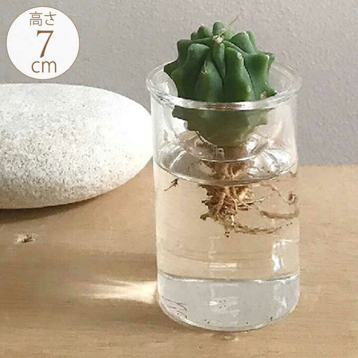 楽天市場 水耕栽培 ガラスベース 高さ7cm 球根 栽培 フラワーベース 球根用 花瓶 ガラス 室内 インテリア ガーデン用品屋さん