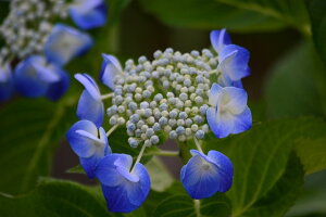 ԉmFρB2025N6JԎzԔAu[XJCAWTCyKNAWTCzu[̑ւƂĂLC