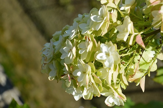 紅葉も楽しめるアジサイ 開花☆カシワバアジサイ鉢植え 選ぶなら 白い八重の装飾花を円すい形にまとめて咲かせますカシワバアジサイに良く合う白い陶器鉢入り カシワバアジサイ 高額売筋