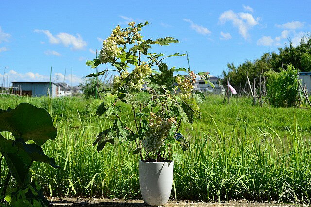 楽天市場 開花 カシワバアジサイ鉢植え カシワバアジサイ 白い八重の装飾花を円すい形にまとめて咲かせますカシワバアジサイに良く合う白い陶器鉢入り ギフト ショップ ナガシマ 楽天市場 開花 カシワバアジサイ鉢植え カシワバアジサイ 白い八重の装飾花を円すい形にまとめて咲かせますカシワバアジサイに良く合う白い陶器鉢入り ギフト ショップ ナガシマ