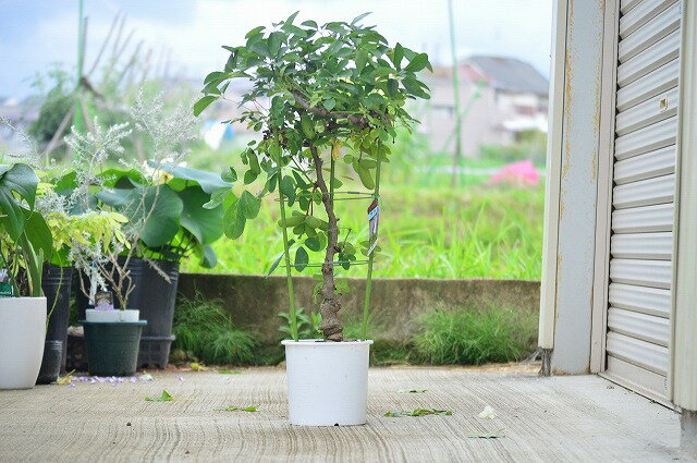 楽天市場 21年実付きアケビ 食べる鉢植え プラ鉢 あけび 五葉あけびの鉢植え 見てよし食べてよし 楽しみ育てる鉢植え 果樹 果実 ギフト ショップ ナガシマ 楽天市場 21年実付きアケビ 食べる鉢植え プラ鉢 あけび 五葉あけびの鉢植え 見てよし食べてよし 楽しみ育てる鉢植え 果樹 果実 ギフト ショップ ナガシマ