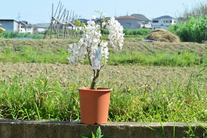 ԔZycz 2025N4̏tJԗ\ Yɂꂽ