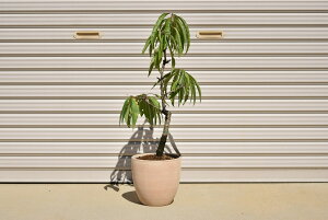 2025N͕̓v[gɊJԌ1{œ̎̂Ȃ锫A ̔A@킩C^AeRb^@yA@v[g@Mtg