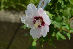 2025N7`8ɊJԁyNQAz@vňĂ₷ԁ@ւŃLCȉԂ炩Ă܂ y[jOTVCz