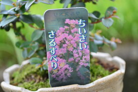 恋人に　夏の花　サルスベリミニ鉢植え　ミニ盆栽　豪華な花がさきます