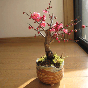 2026N23ɔ~̍肪y߂܂~j~~ y~͔~z MyĂ dg~ ~̖~ yAzԔ~