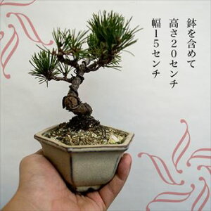 MyĂRbv×2yzƌܗty픫zȃrAJbvłr[IX̃IXXiIv[gɍœKłI