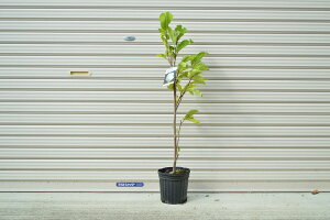 2025NԉmFcyؘ@cz̔Ԃ̉Ԃ炫܂@c@N Nc