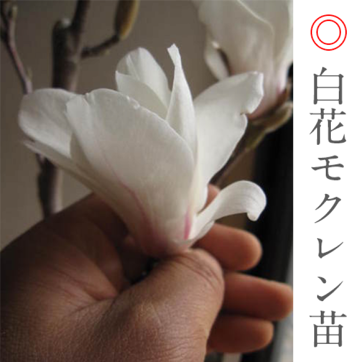 白木蓮　モクレン 約100cm 白花 苗　ハクモクレン　姫コブシ　木蓮　盆栽 白木蓮 モクレン 約100cm 白花 苗 ハクモクレン 姫コブシ 木蓮